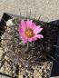 Preview: Coryphantha ramillosa